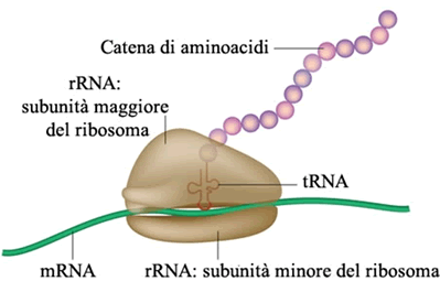 traduzione-mrna.gif