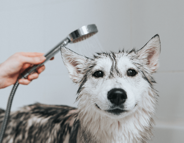 How to Cure Allergies and Skin Conditions in Dogs