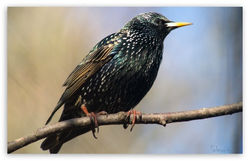 european_starling-t2