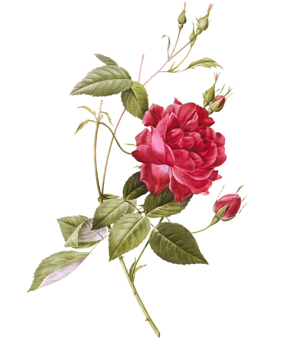 rose-5645508_1280.webp