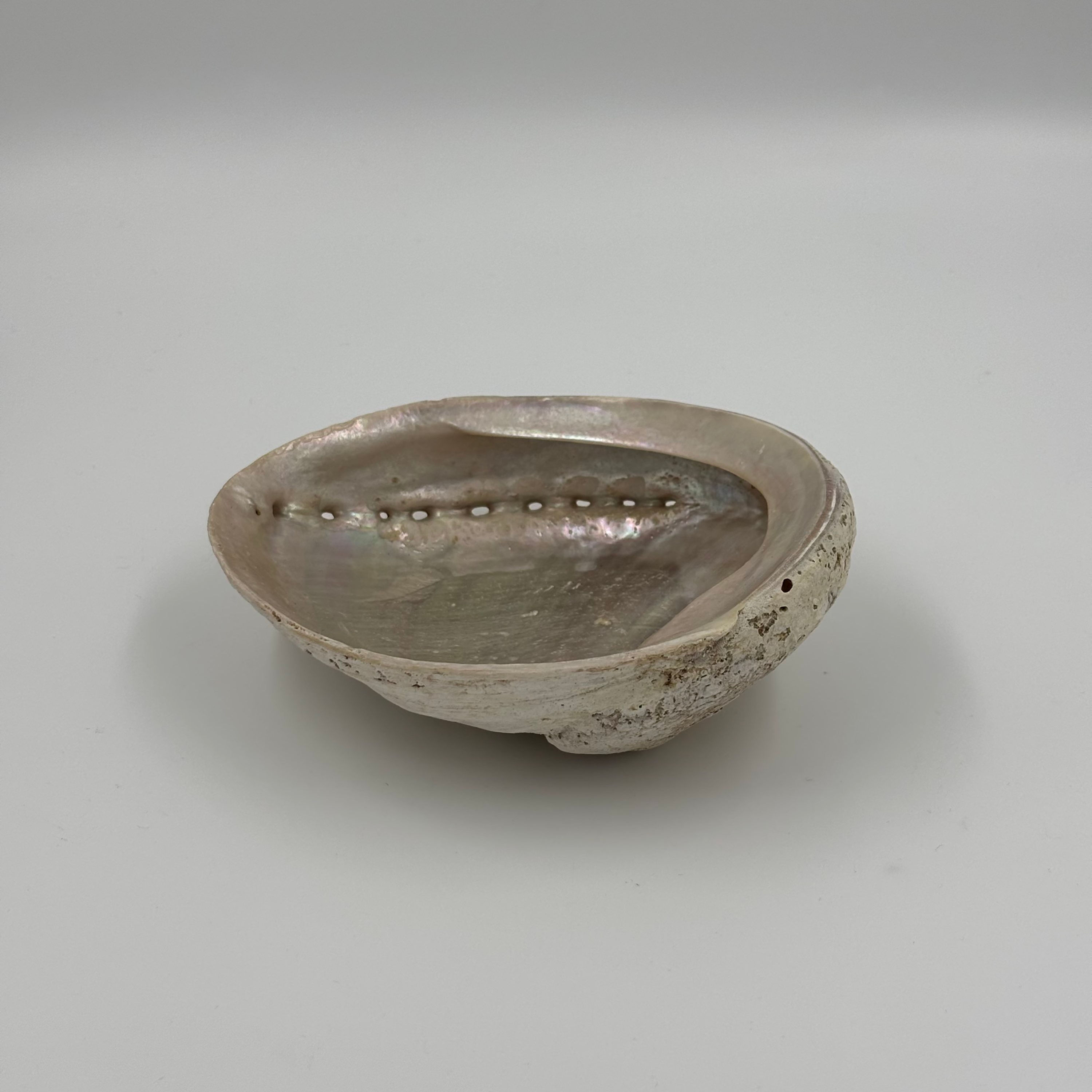 Abalone Shell Smudge Bowl