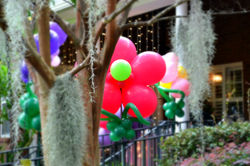 Jumbo Balloon Flowers