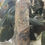 Thumbnail: Blue Kyanite Obelisk