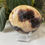 Thumbnail: Septarian (Dragon Stone) Palmstone