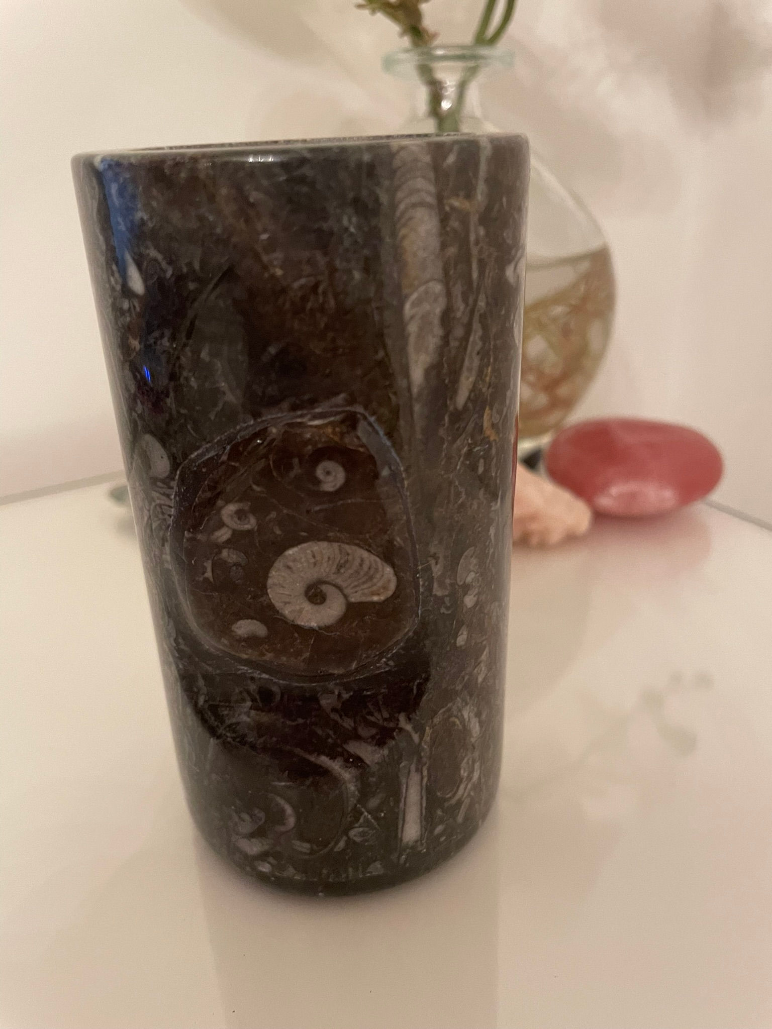 Orthoceras Fossil Cup