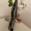 Thumbnail: Orthoceras Fossil Sculpture