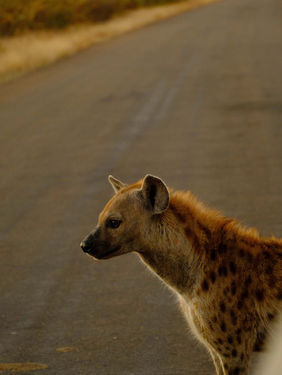 A hyena in the road early in the morning.