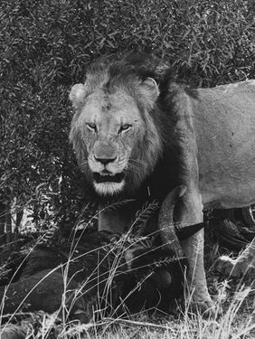 A Lion standing over a Wildebees kill.