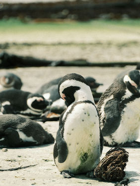 African Penguin sunbathing