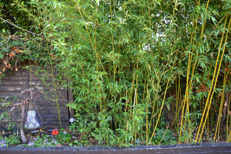Bamboo in beer garden at the Pelton Arms, independent Greenwich pub in London.