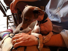 Dog
 at the Harlequin, independent pub in Clerkenwell, Angel Islington area, in London.