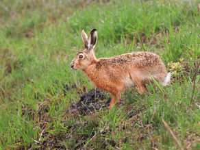 Eine kleine Ostergeschichte vom Feldhasen im Auer Ried