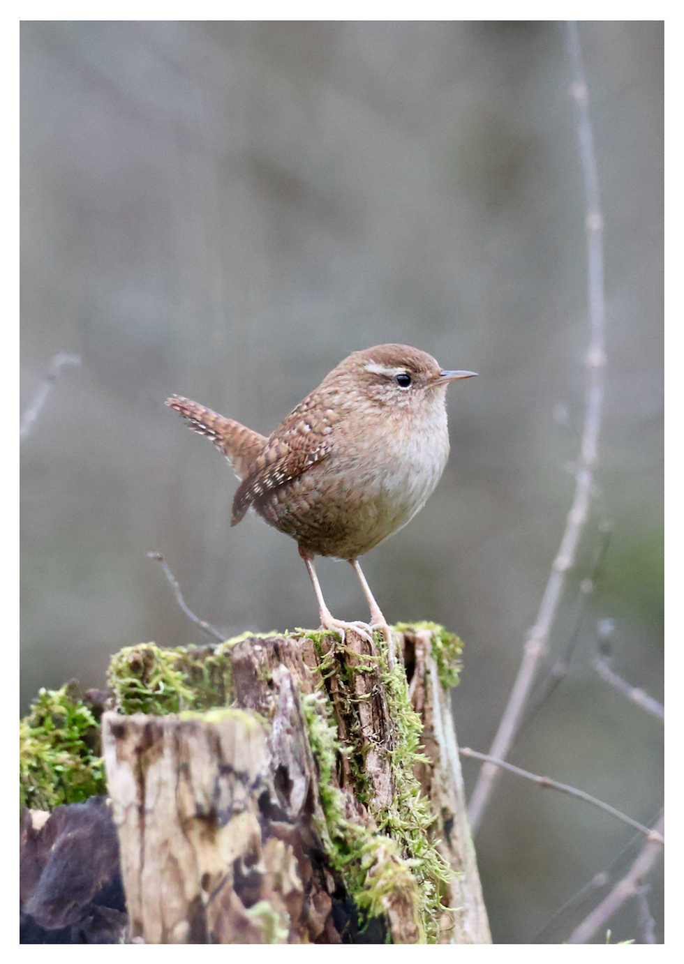 Miniaturbild: Postkarten-Set "Vögel-Schmetterlinge-Mix"