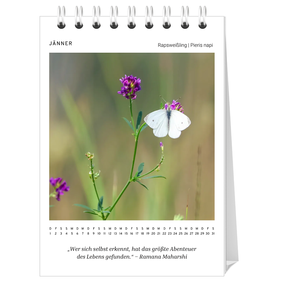 Miniaturbild: Kalender "Flügeltänzer 2026"