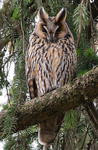 Waldohreule Fotografie Postkarte