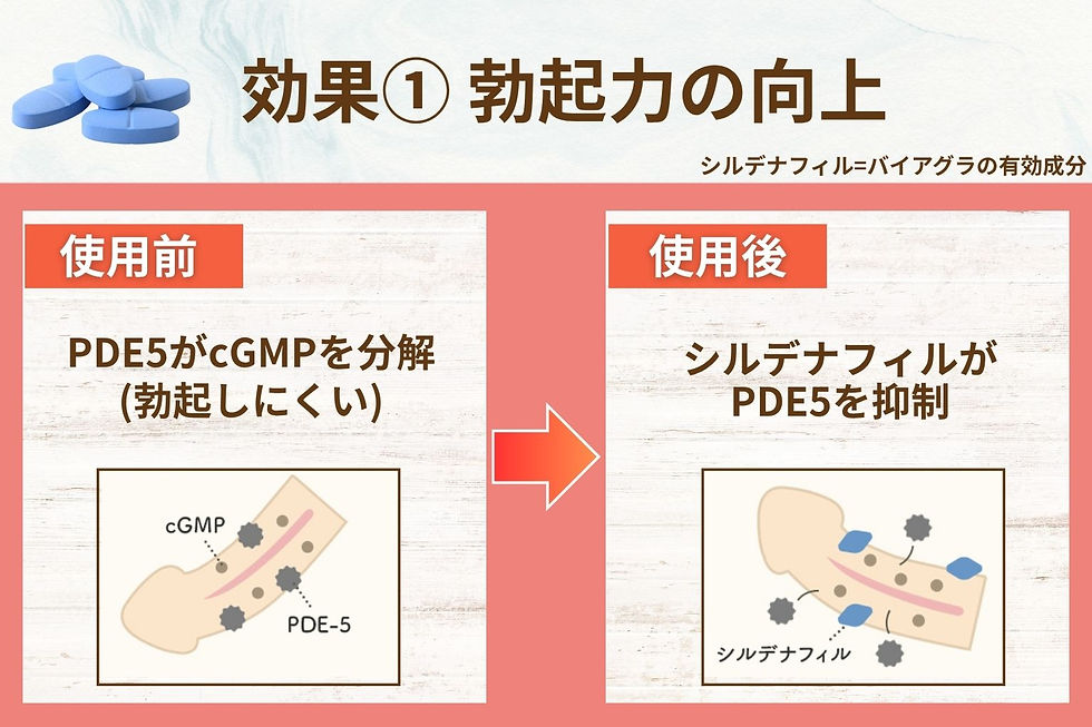 勃起力の向上