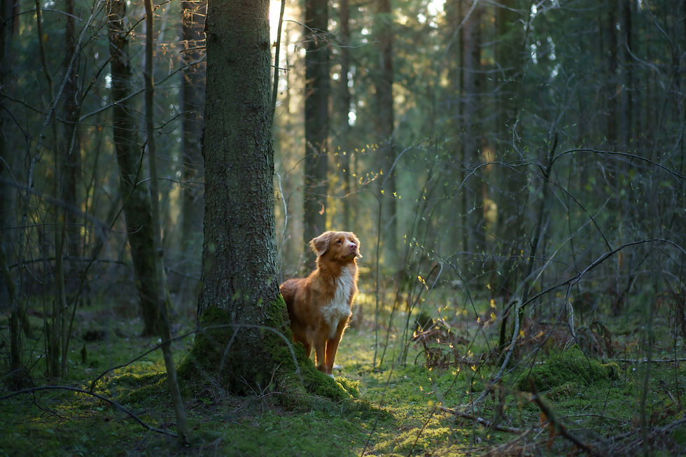 dog ina pine forest red Nova Scotia Duck Tolling Retriever in nature, sunlight.jpg