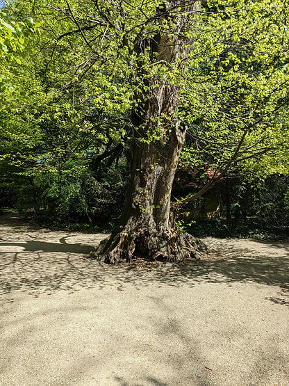 Baum am Strand.jpg