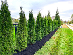 arborvitae row_edited