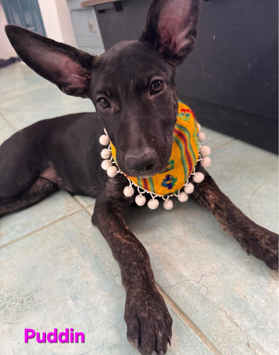 Daysi, a black and tan rescue dog standing outdoors on a leash, looking relaxed and alert