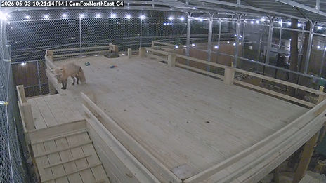 CamFoxNorthEast-G4 - 5-3-2026, 10.21.14pm EDT.jpg