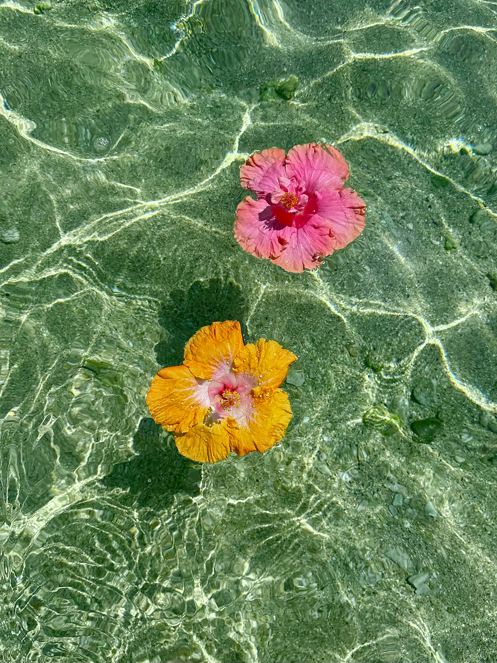 Pink and yellow hibiscus floating in coastal island fashion