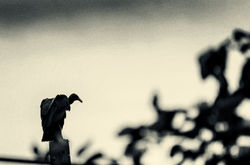 vulture