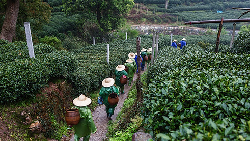 Tea Pickers