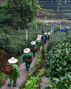 Tea Pickers