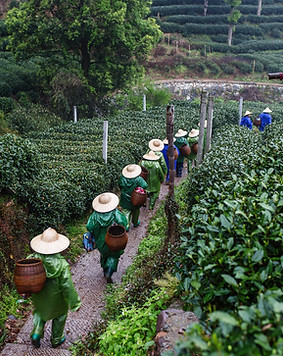 Tea Pickers