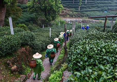 Tea Pickers