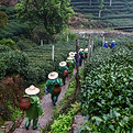 Tea Field Workers