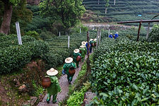 Tea Pickers
