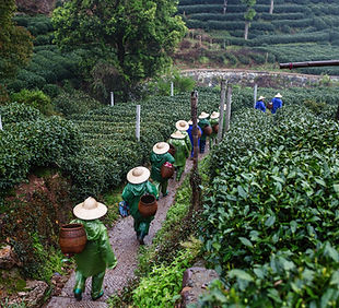 茶拾荒者