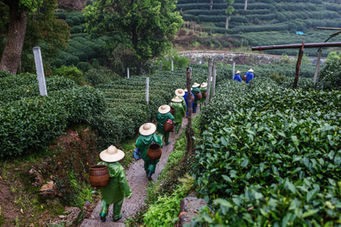 Steep Thoughts from a Tea Blender