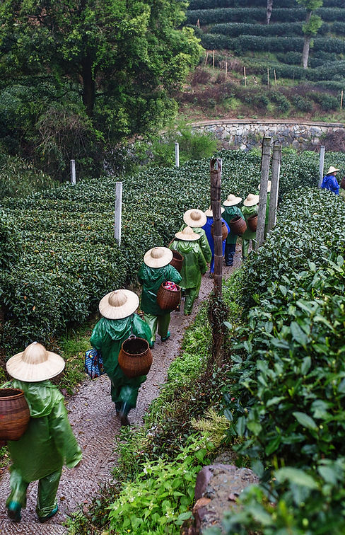 wholesale tea and coffee