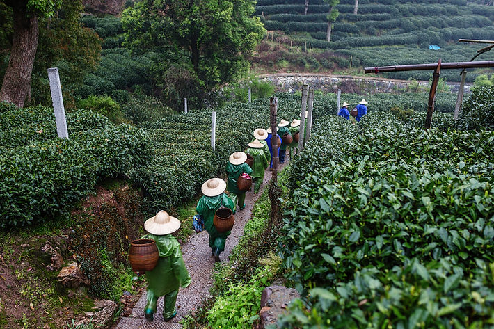 Tea Pickers