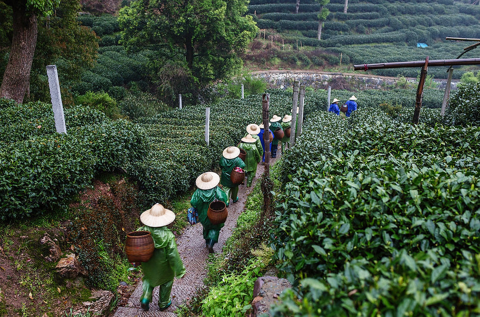 Tea Pickers