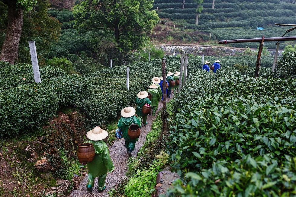 Tea Field Workers
