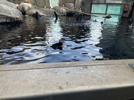 Thinking About Puffins