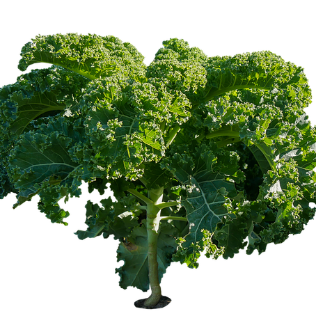 10 choses à savoir sur : le Chou-Kale