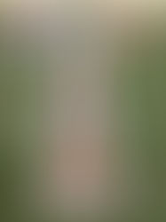 umbul umbul partai gerindra