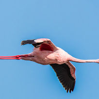 LESSER FLAMINGO (Phoenicopterus minor)-5232.jpg