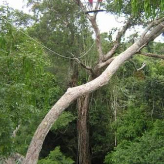 Zipline in Amazon Rainforest