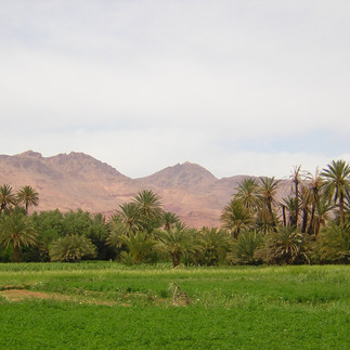 Shows the breadth of this oasis in the desert along the edge of the Atlas Mts