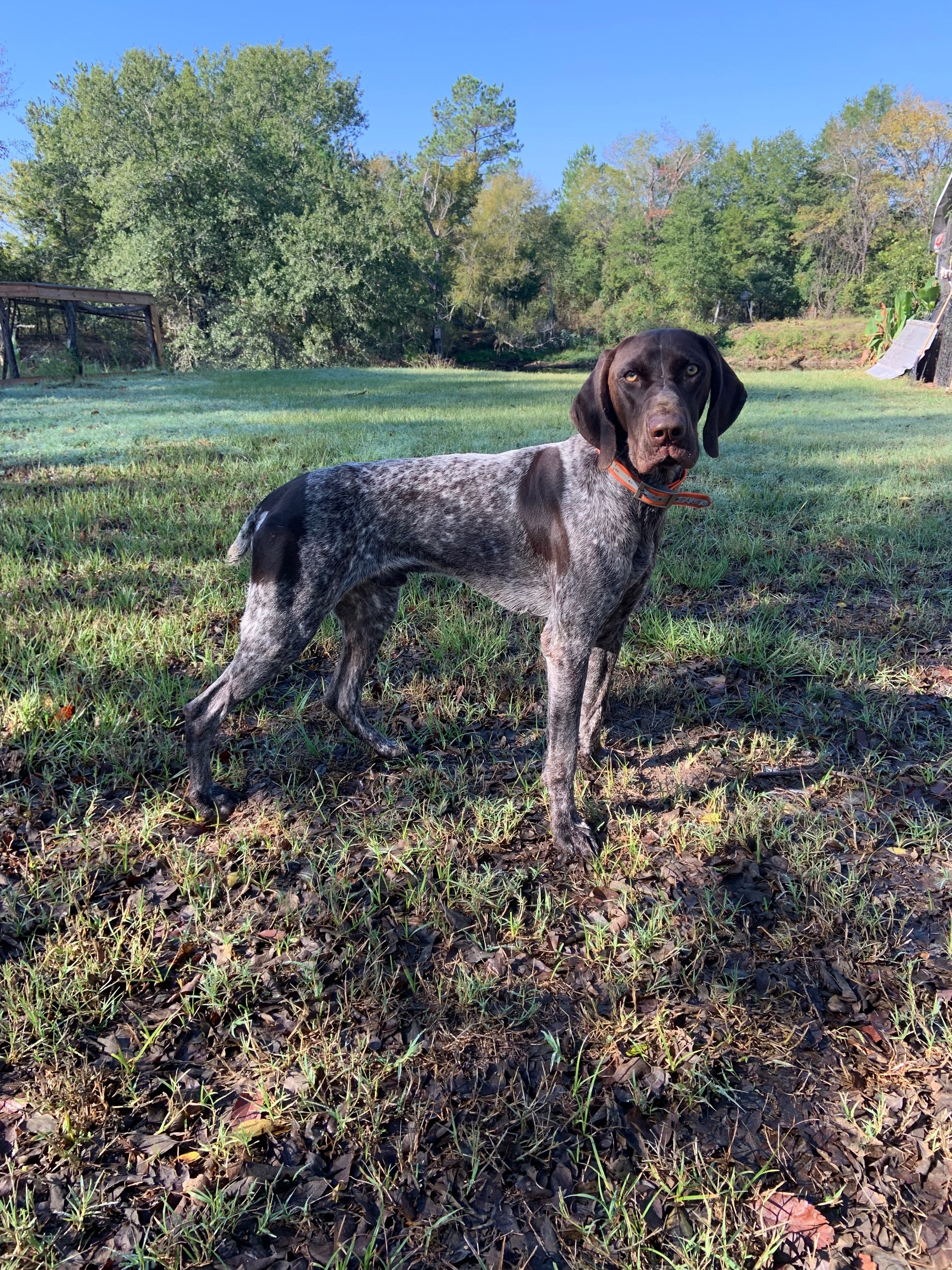 Males of SandStone Versatile Gun DOgs