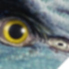 Visit Pandora Instagram