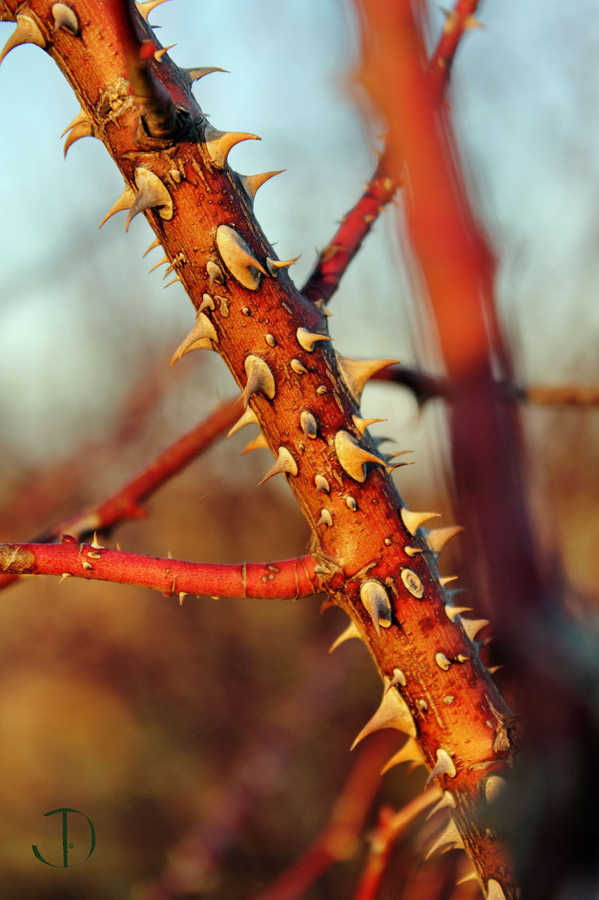 Thorns of Autumn...