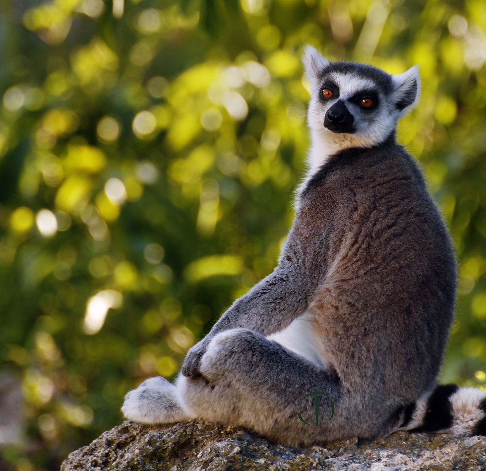King of Madagascar
