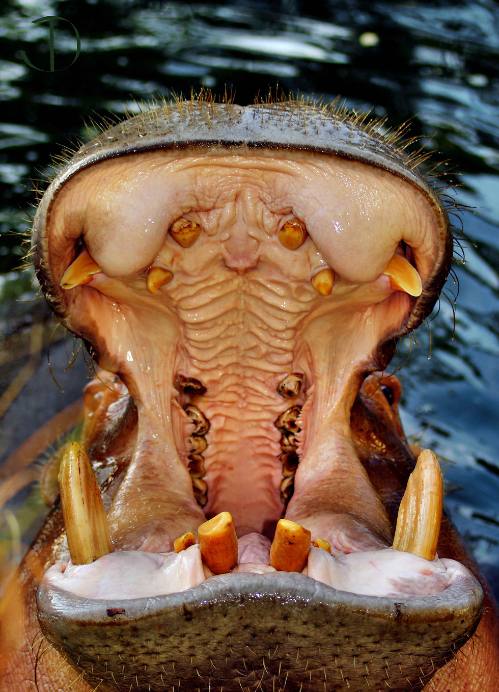 BIG hunger...